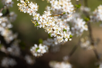 Blossoms on a blackthorn tree (lat.: Prunus spinosa) in spring, flowering fruit tree in a beautiful natural environment
