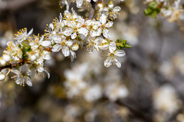 Blossoms on a blackthorn tree (lat.: Prunus spinosa) in spring, flowering fruit tree in a beautiful natural environment