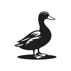 duck on white background