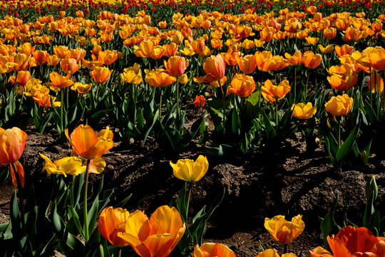 tulips, farm, flowers, red, yeloow, orange, tarrifs