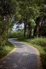 Fototapeta premium Winding cycleway through lush forest, dappled with sunlight. Perfect for nature sport walks and peaceful retreats, offering tranquility and escape from urban life
