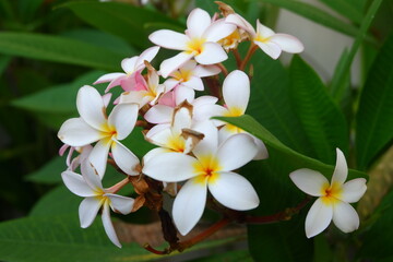 Close-Up of Delicate White Plumeria Flowers with Yellow Centers, Surrounded by Lush Green Foliage