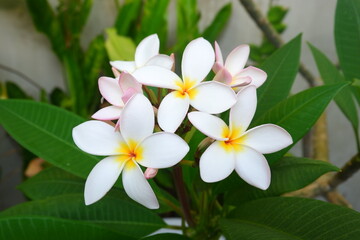 Close-up of Exquisite White Plumeria Flowers with Delicate Pink Hues and Vibrant Yellow Centers