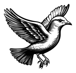 Black and White Engraved Bird Illustration with Detailed Wings