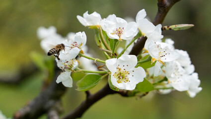 Close-up photo of blossoming tree branches and honey bees in spring