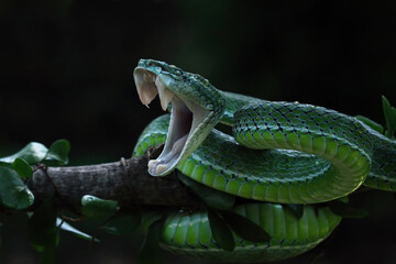 Hagen's pit viver on a branch snake in attack pose, Trimeresurus hageni