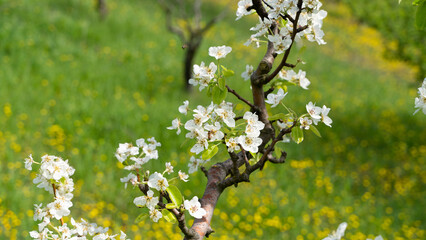 Close-up photo of blossoming trees and honey bees in spring