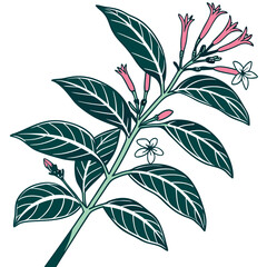  Bold Outline Cuphea Houseplant Illustration