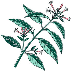  Artistic Cuphea Houseplant with Bold Outline