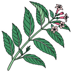  Vibrant Cuphea Houseplant Illustration