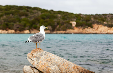 A seagull stands on a rock near Spaggia del Relitto, Caprera Island. Picturesque scene.