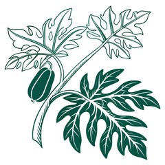  Creative Cyclanthera Pedata Houseplant Illustration