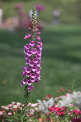Obraz premium Tall purple flowers with bell-shaped blossoms rise above smaller colorful flowers.