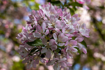 Close-up of a Japanese cherry blossom in full bloom in spring
