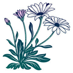  Creative Dimorphotheca Houseplant Outline Art