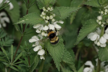 A Garden Bumblebee (Bombus hortorum) feeding on White Deadnettle flowers
