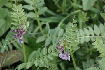 Detail of Bush Vetch (Vicia sepium) flowers and leaves