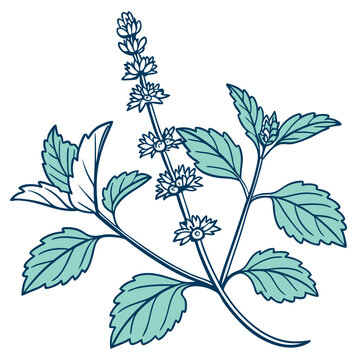 teal basil plant drawing on white clip art preview