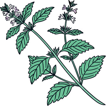 Mint clip art preview