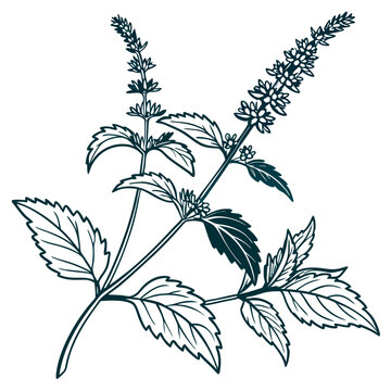 Mint clip art preview