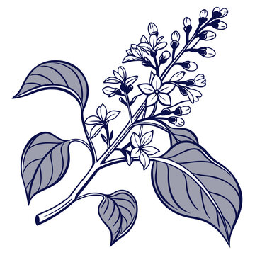 lilac branch drawing, blue and white clip art preview