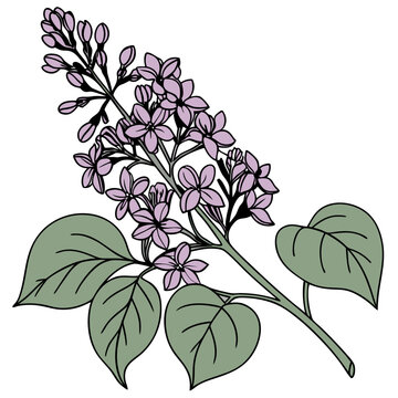 lilac branch with purple flowers clip art preview