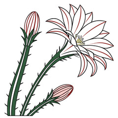  Echinopsis Houseplant Bold Art