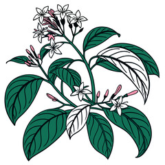  Elegant Eranthemum Design for Home Aesthetic