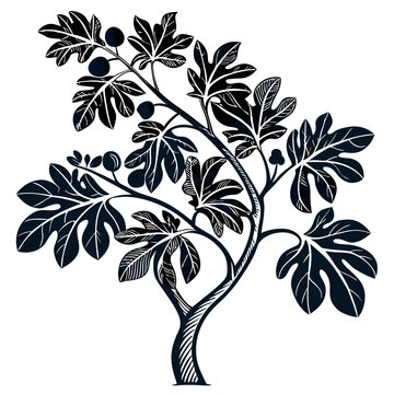 black fig tree silhouette on white background clip art preview
