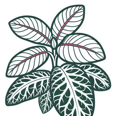  Fittonia Houseplant Bold Outline Design