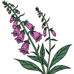  Charming Outline of Foxglove Flower Plant © MonoPixel