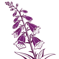  Decorative Foxglove Flower Houseplant Illustration