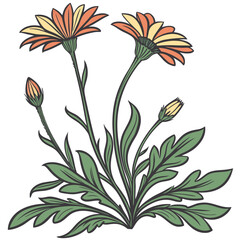  Stylish Gazania Rigens Plant Illustration