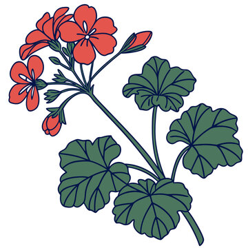 red geranium flowers and green leaves clip art preview