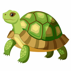 tortoise isolated vector