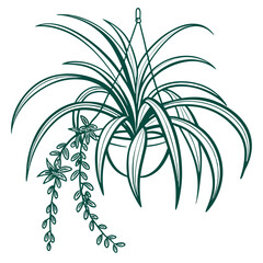  Giant Spider Plant Houseplant Bold Art