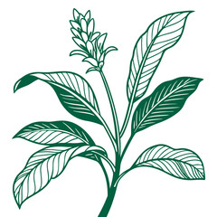  Distinctive Green Ginger Houseplant Art