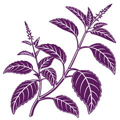  Charming Gynura Houseplant Outline Design