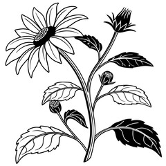  Unique Helianthus Annus Houseplant Bold Outline