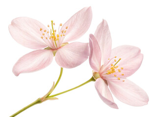 Obraz premium Delicate jasmine flowers bloom gracefully with soft pink petals and vibrant yellow stamens creating serene and enchanting atmosphere