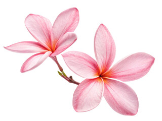 Beautiful jasmine flowers bloom gracefully with delicate pink petals showcasing their natural elegance and charm