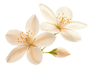 Jasmine flower blooms radiate beauty and elegance with delicate petals and vibrant stamens creating serene atmosphere