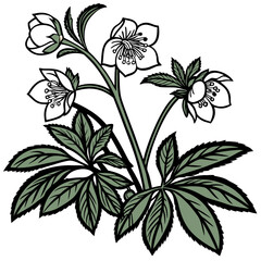  Artistic Helleborus Houseplant Vector Design