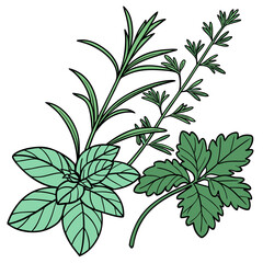  Vibrant Herbs Houseplant Vector Art