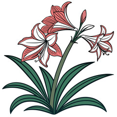  Charming Hippeastrum Houseplant Illustration