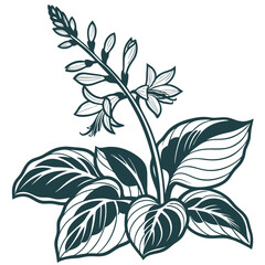  Elegant Hosta Houseplant Illustration