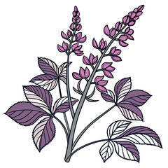 Vibrant Hyacinth Bean Houseplant Illustration