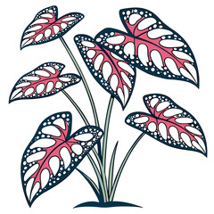  Elegant Hypoestes Phyllostachya Plant Design