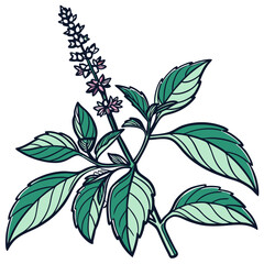  Stylish Indian Basil Plant Illustration