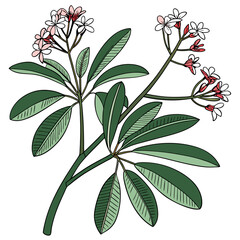  Stylish Indian Hawthorn Plant Illustration